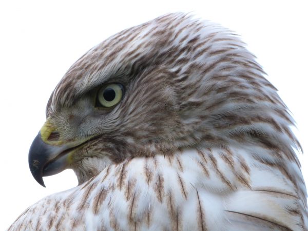 Course: Keeping Birds of Prey