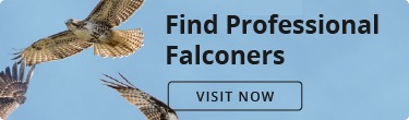 Find Professional Falconers. Visit now.